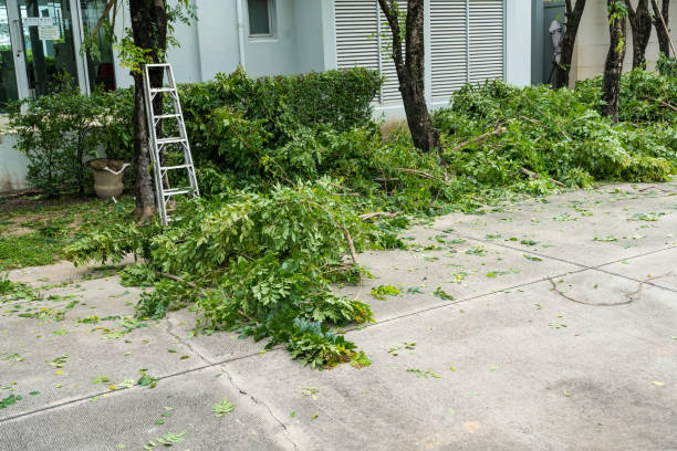 The Steps Involved in Our Tree Care Process in Canby, MN